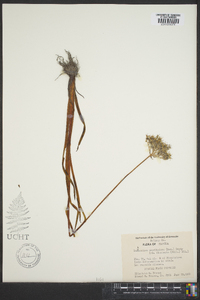 Lachnanthes caroliniana image