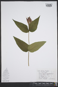 Spigelia marilandica image