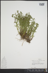 Polypremum procumbens image