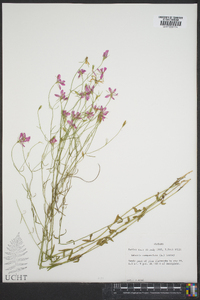 Sabatia campanulata image