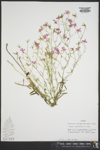 Sabatia campanulata image