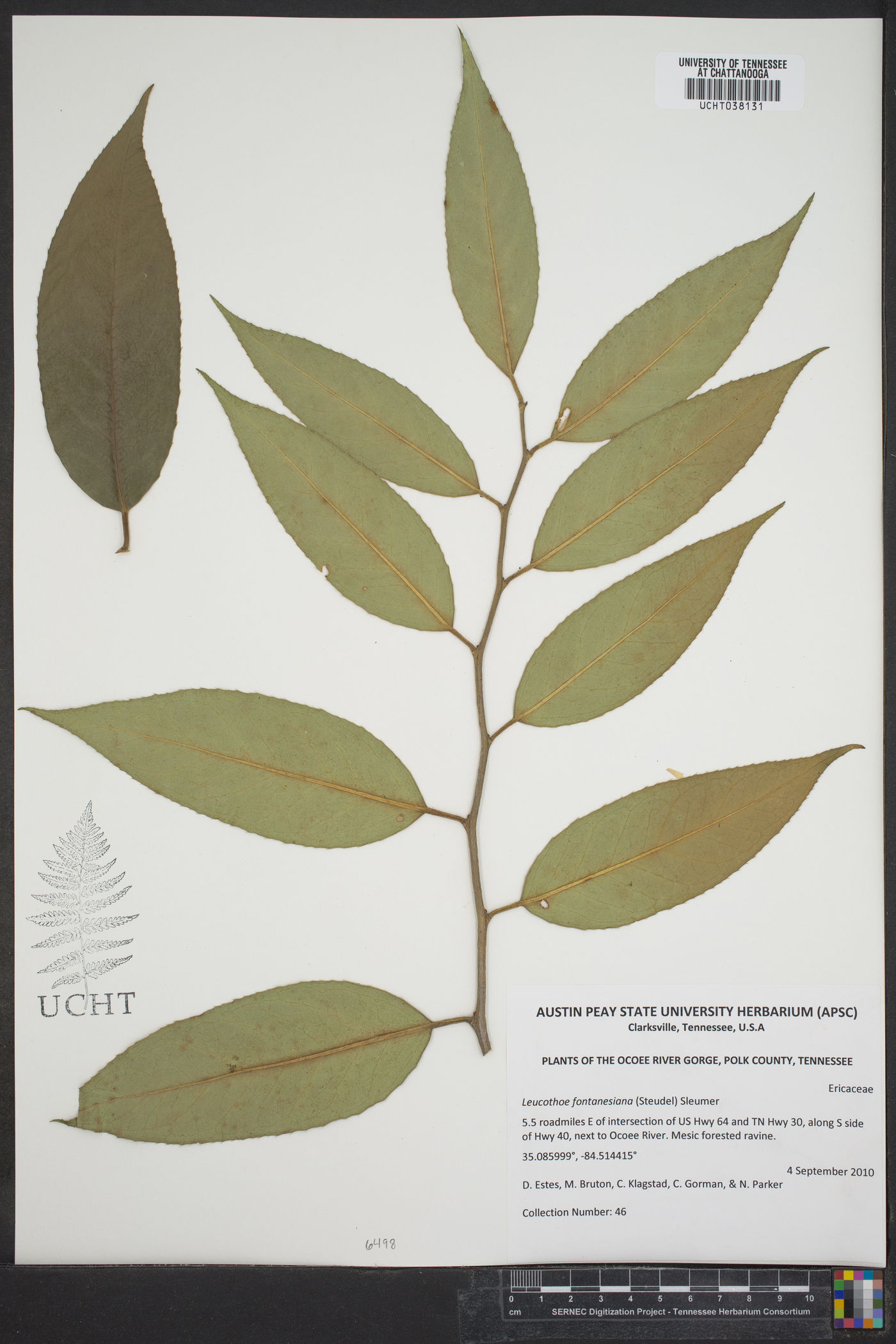 Leucothoe fontanesiana image