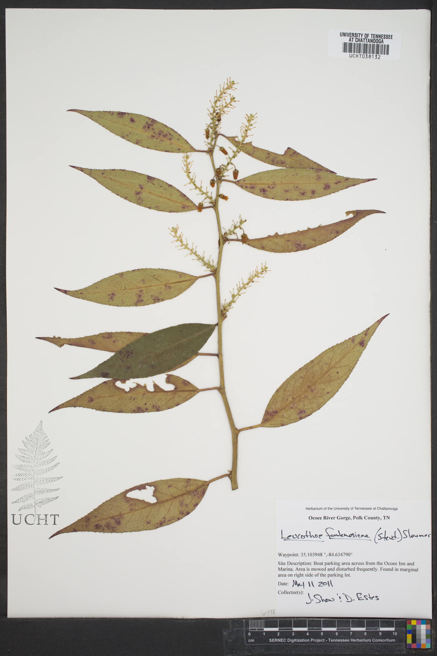 Leucothoe fontanesiana image