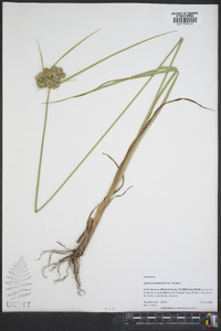 Cyperus drummondii image