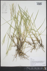 Panicum repens image