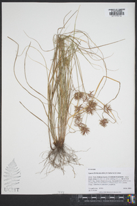 Cyperus floribundus image