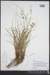 Cyperus retroflexus image