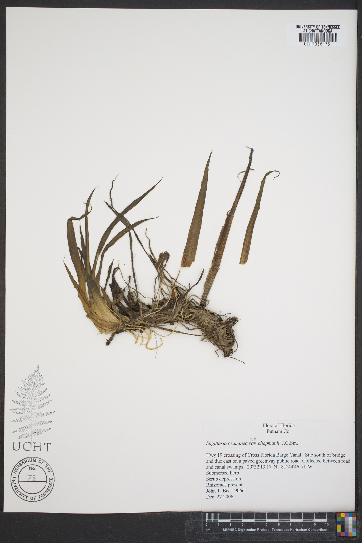 Sagittaria graminea subsp. chapmanii image