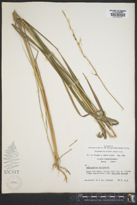 Sorghastrum elliottii image