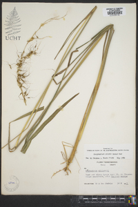 Sorghastrum elliottii image