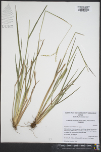 Paspalum laeve var. laeve image