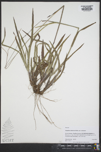 Paspalum setaceum var. setaceum image