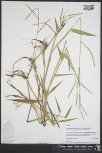 Urochloa platyphylla image