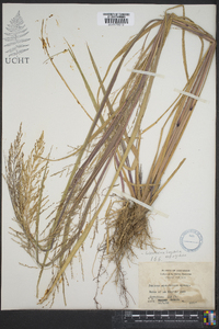 Coleataenia longifolia subsp. rigidula image