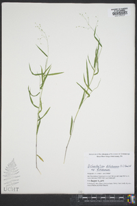 Dichanthelium dichotomum subsp. dichotomum image