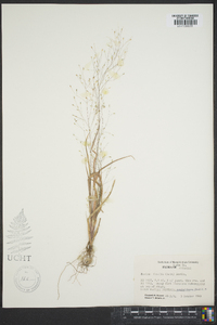 Panicum flexile image