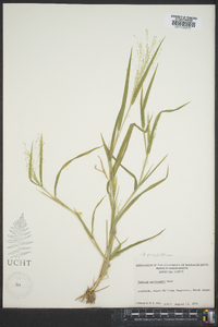 Panicum philadelphicum image