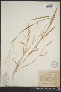 Kellochloa verrucosa image