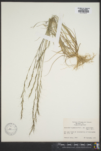 Aristida longespica var. geniculata image