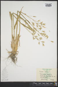 Avena sativa image