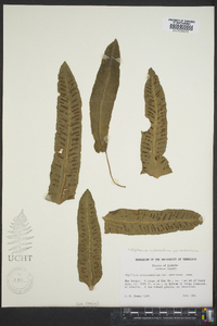 Asplenium scolopendrium image