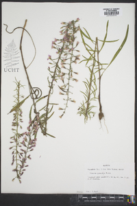 Liatris gracilis image