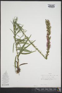 Liatris spicata image