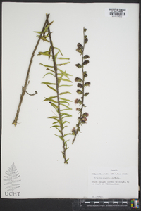 Liatris squarrulosa image