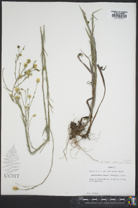 Pityopsis aspera var. aspera image