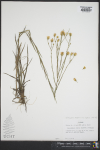 Pityopsis aspera var. aspera image