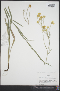 Pityopsis graminifolia image