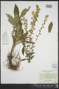 Solidago bicolor image