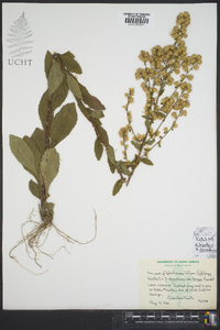 Solidago bicolor image