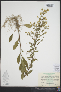 Solidago bicolor image