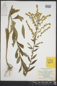 Solidago bicolor image