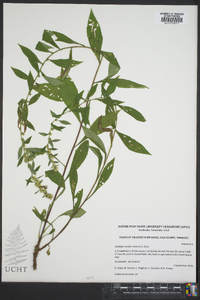 Solidago curtisii image