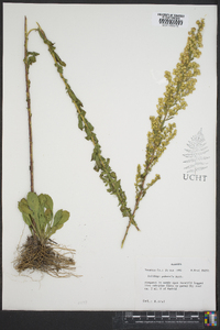 Solidago puberula image