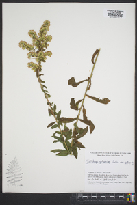 Solidago puberula image