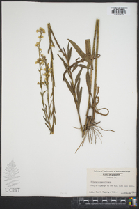 Solidago sempervirens image