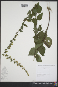 Solidago sphacelata image