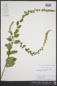 Solidago sphacelata image