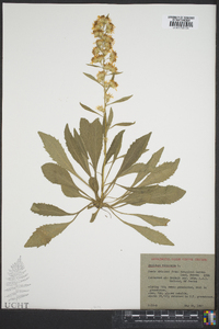 Solidago multiradiata image