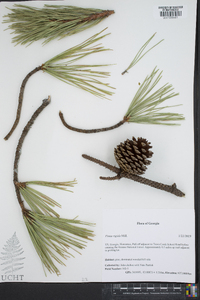 Pinus rigida image