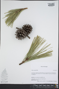 Pinus rigida image