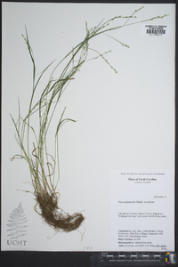 Poa autumnalis image