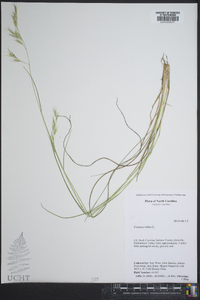 Festuca rubra image