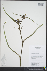 Tradescantia ohiensis image