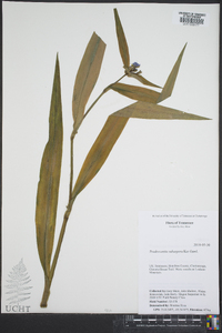 Tradescantia subaspera image