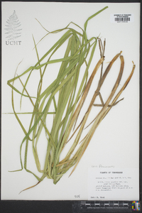 Carex crinita var. brevicrinis image