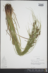 Carex caroliniana image